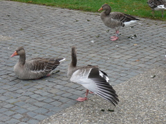 Anser anser