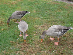 Anser anser