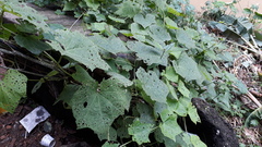 Luffa aegyptiaca