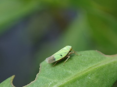 Nephotettix nigropictus