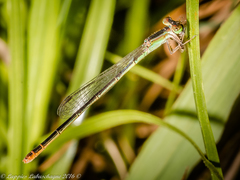Agriocnemis falcifera
