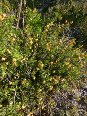 Hermannia ternifolia