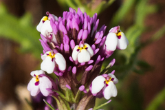 Castilleja densiflora gracilis