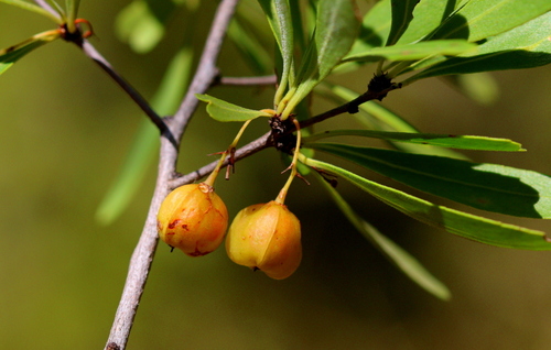 Gymnosporia tenuispina (Sond.) Szyszyl.