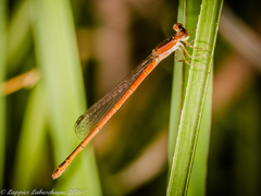 Agriocnemis falcifera