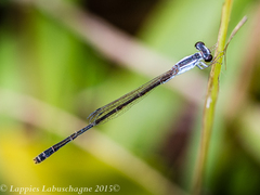 Agriocnemis falcifera
