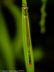 Agriocnemis falcifera