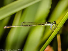 Agriocnemis falcifera