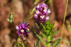 Castilleja densiflora gracilis