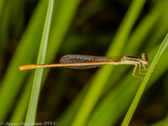 Agriocnemis falcifera