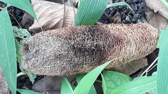 Luffa aegyptiaca