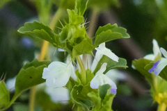 Acanthomintha ilicifolia