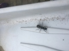 Camponotus japonicus