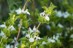 Acanthomintha ilicifolia