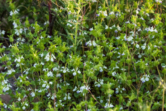 Acanthomintha ilicifolia