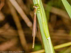 Agriocnemis falcifera