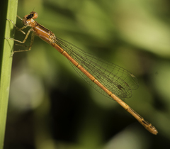 Agriocnemis falcifera