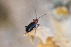 Androlyperus incisus