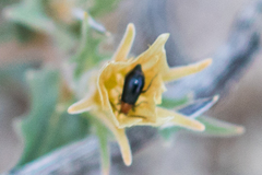 Androlyperus incisus