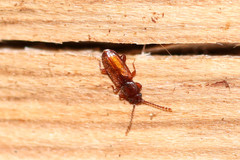 Laemophloeidae