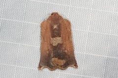 Homona mermerodes