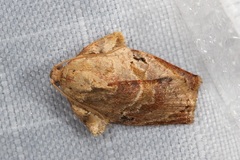 Homona spargotis