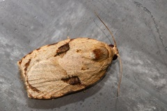 Homona mermerodes