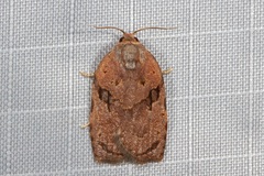 Homona mermerodes