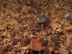 Anthracobia maurilabra