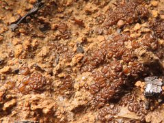 Anthracobia maurilabra