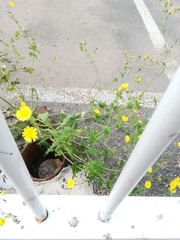 Crepidiastrum sonchifolium