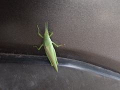 Atractomorpha lata