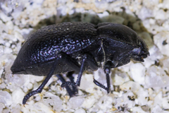 Microschatia championi