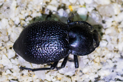 Microschatia championi