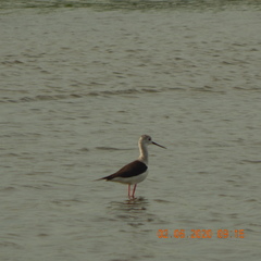 Himantopus himantopus