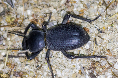 Cryptoglossa muricata