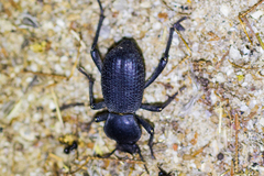 Cryptoglossa muricata