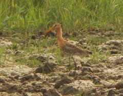 Limosa limosa