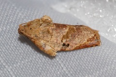 Homona spargotis
