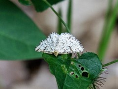 Heliomata glarearia