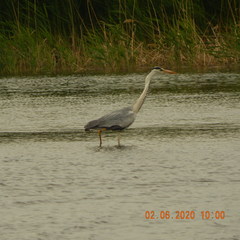 Ardea cinerea