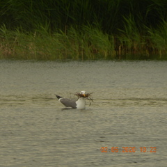 Larus fuscus barabensis