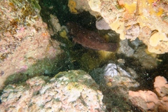 Notolabrus parilus