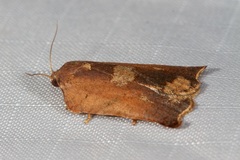 Homona mermerodes