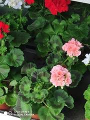 Pelargonium