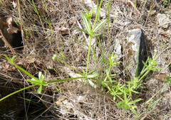 Galium californicum
