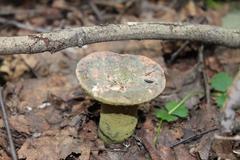 Hypomyces viridis