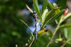 Caliaeschna microstigma