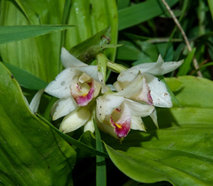 Eulophia diffusiflora