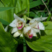 Eulophia diffusiflora - Photo (c) Rejoice Gassah, some rights reserved (CC BY), uploaded by Rejoice Gassah